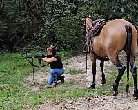 classical-missouri-fox-trotter-horse
