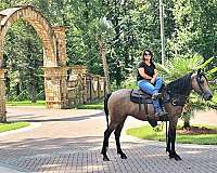 sidesaddle-missouri-fox-trotter-horse