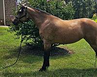 buckskin-sidesaddle-horse