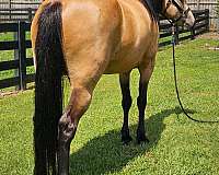 trail-ridin-missouri-fox-trotter-horse