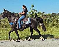 gaited-mare-kentucky-mountain-horse