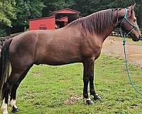 see-pictures-horse