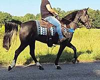 roan-see-pictures-horse
