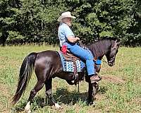 trail-gaited-horse-kentucky-mountain