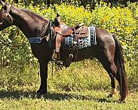 family-horse-kentucky-mountain