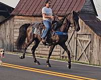 gaited-horse-tennessee-walking