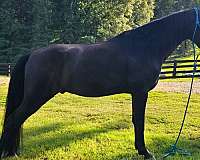 family-horse-tennessee-walking