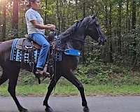 trail-gaited-horse-tennessee-walking