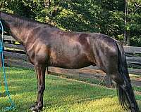 husband-safe-horse-tennessee-walking