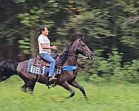 rocky-mountain-tennessee-walking-horse