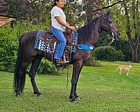 trained-gaited-horse-tennessee-walking