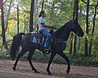 gaited-mare-tennessee-walking-horse