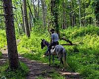 paso-fino-gelding