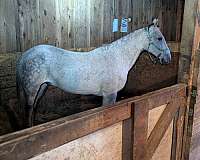 paso-fino-horse-for-sale