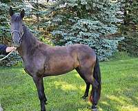 few-white-hairs-on-left-rear-ankle-horse