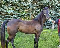 black-few-white-hairs-on-left-rear-ankle-horse
