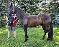 gental-mare