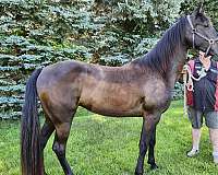 athletic-tennessee-walking-horse
