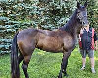 broodmare-tennessee-walking-horse