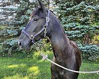 conformation-tennessee-walking-horse