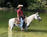 bid-arabian-horse