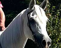 docs-arabian-horse
