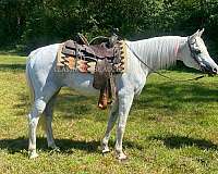 logs-arabian-horse