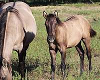 bueno-chex-ben-mark-quarter-horse
