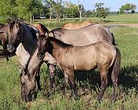 bueno-chex-ben-mark-horse
