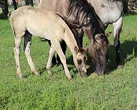 bueno-chex-ben-mark-filly-mare