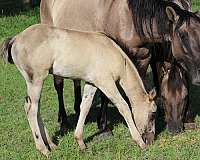 dun-factor-filly-mare