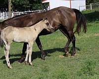 grulla-filly-mare-for-sale