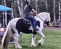 all-around-gypsy-vanner-horse