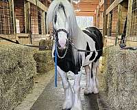 athletic-gypsy-vanner-horse