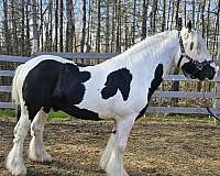 breeding-gypsy-vanner-horse