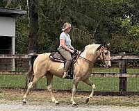 tobiano-horse