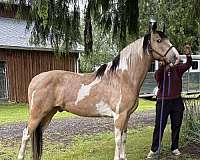 buckskin-tobiano-horse