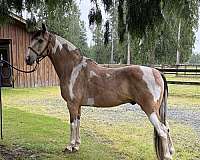 gaited-tennessee-walking-horse