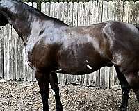 companion-paint-horse