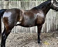 all-around-paint-horse