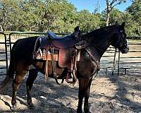 experienced-paint-horse