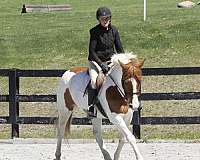 paint-stripe-horse
