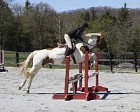 chestnut-paint-stripe-horse