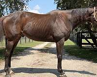 bay-strar-socks-horse