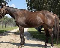 strar-socks-horse