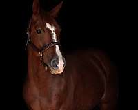 cutting-reined-cow-colt-gelding