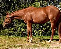 cutting-reined-cow-horse
