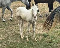 champagne-jumper-horse
