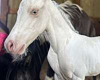 champagne-jumping-horse