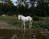 champagne-hunter-horse